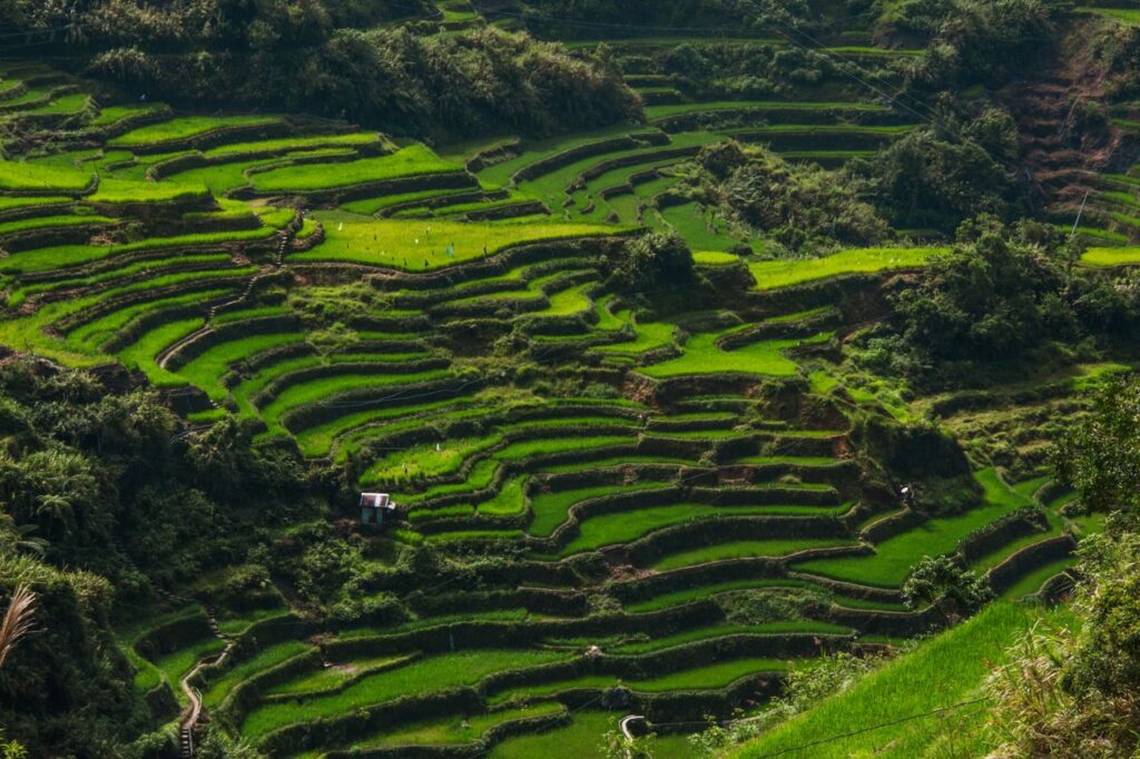 Lush green rice terraces near the best family friendly hotels in Ubud