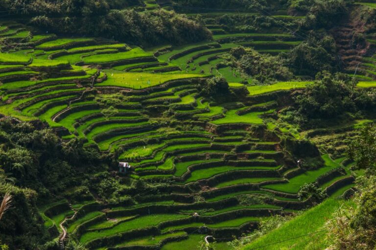 Lush green rice terraces near the best family friendly hotels in Ubud