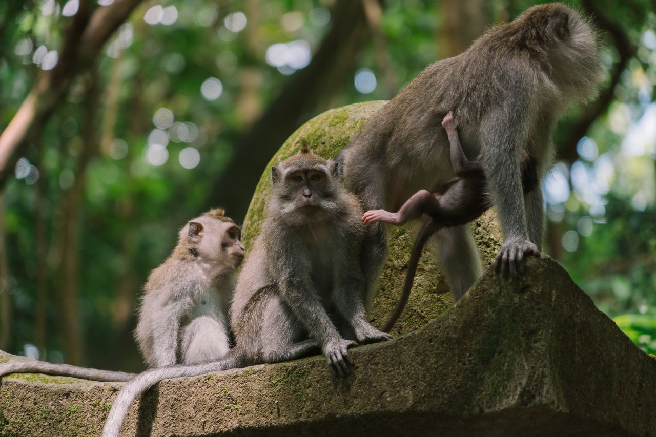 Macaque monkeys sitting together in the Ubud forest